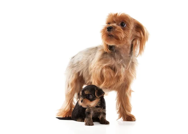 Dos encantadores cachorros jóvenes del Yorkshire Terrier en el respaldo blanco —  Fotos de Stock