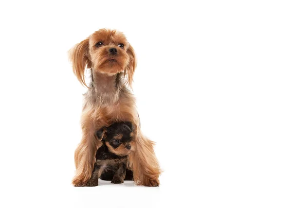 Twee mooie jonge puppies van de yorkshire terriër op witte backg — Stockfoto