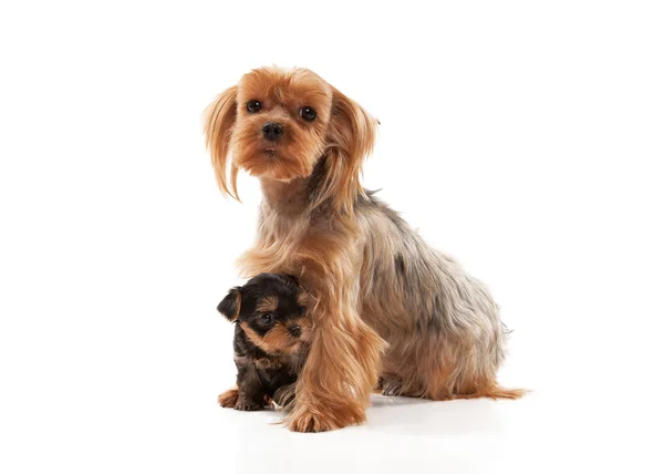 Dois adoráveis filhotes de cachorro do Yorkshire Terrier em branco backg — Fotografia de Stock