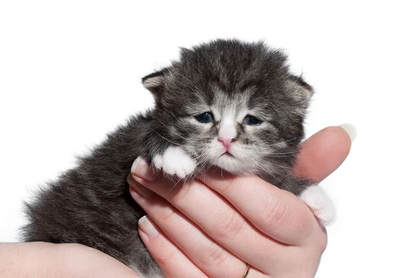 Tortie siberian kitten with white on white background — Stockfoto