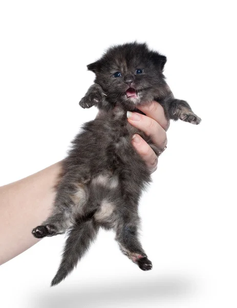 Tortie Siberische kitten op witte achtergrond — Stockfoto