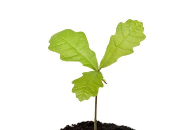 fide beyaz zemin üzerine meşe