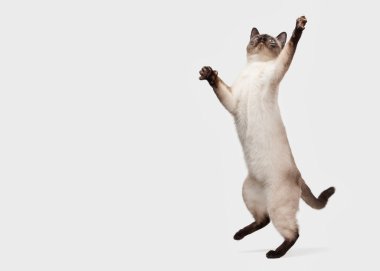 Beyaz arka planda Tayland kedisi