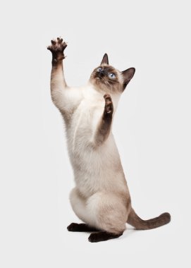 Beyaz arka planda Tayland kedisi