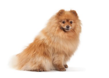 beyaz zemin üzerine Pomeranian köpek yavrusu