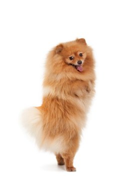 beyaz zemin üzerine Pomeranian köpek yavrusu