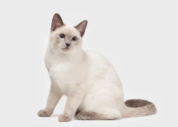 Thai katt på vit bakgrund — Stockfoto