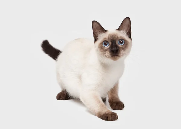 Thai cat on white background — Stock Photo, Image