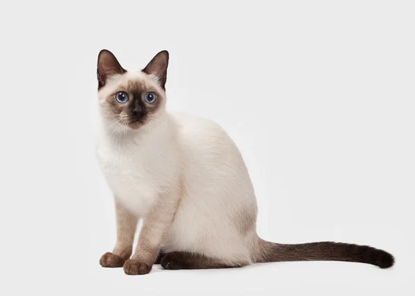 Gato tailandés sobre fondo blanco —  Fotos de Stock