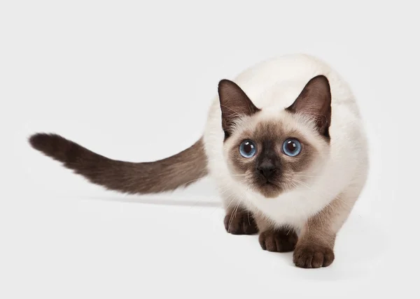 Thai cat on white background — Stock Photo, Image