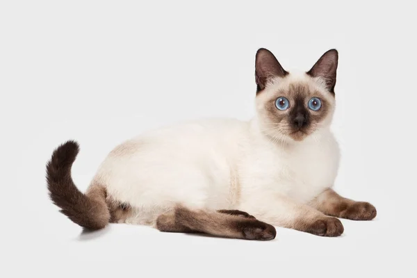 Thai macska fehér háttér — Stock Fotó