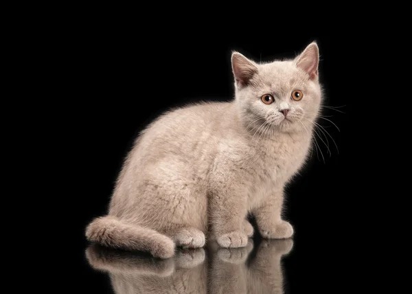 Malé Lila britského kocourka na černém pozadí — Stock fotografie