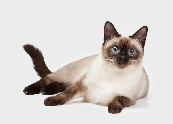 Thai cat on white background — Stock Photo, Image