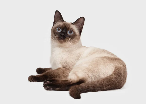 Tajski kot na białym tle — Zdjęcie stockowe