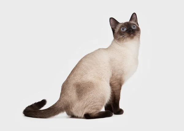 白色背景的泰国人猫 — 图库照片