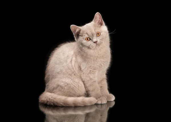 Liten lila brittiska kattunge på svart bakgrund — Stockfoto