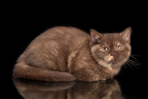 小乌龟英国小猫在黑色背景上 — 图库照片
