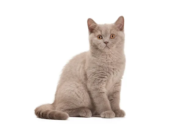 Small lilac british kitten on white background — Stock Photo, Image