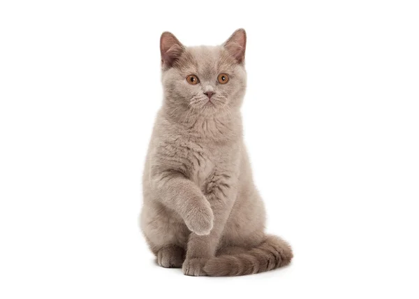 白い背景に小さなライラック英国の子猫 — ストック写真