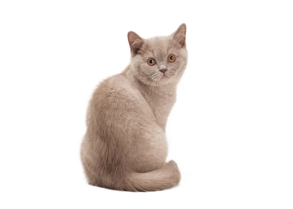 Маленький сиреневый британский котенок на белом фоне — стоковое фото