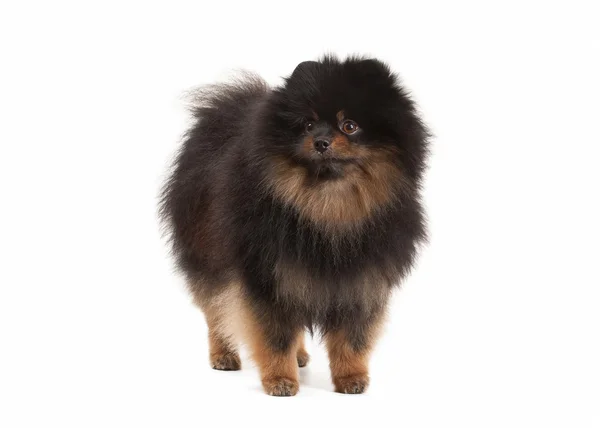 Pomeranian valp på vit bakgrund — Stockfoto