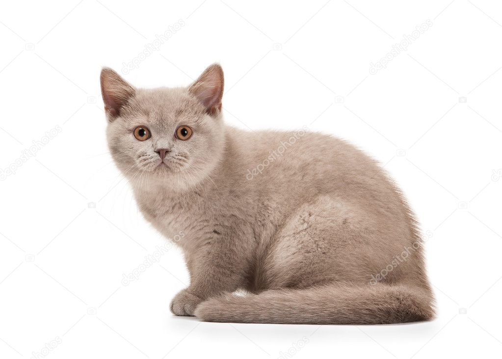 Small Lilac British Kitten On White Background Stock Photo