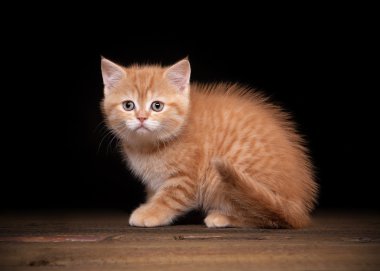 Ahşap dokusu ile masada kırmızı yayla yavru kedi