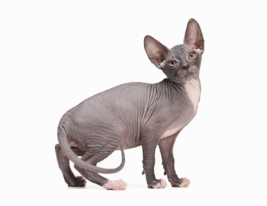 Don sphynx kedi beyaz zemin üzerine