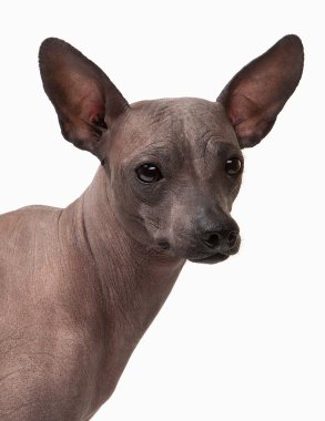 beyaz zemin üzerine Meksika hairless köpek yavrusu