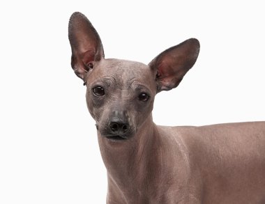 beyaz zemin üzerine Meksika hairless köpek yavrusu