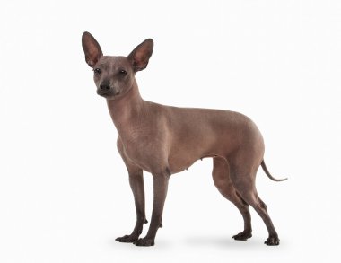 beyaz zemin üzerine Meksika hairless köpek yavrusu
