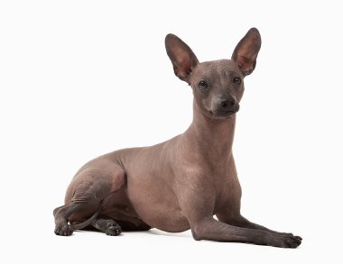 beyaz zemin üzerine Meksika hairless köpek yavrusu