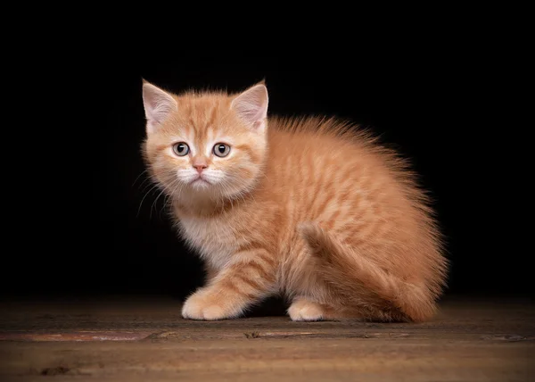 Red highland kitten on table with wooden texture — Stock Photo, Image
