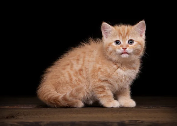 Red highland kitten on table with wooden texture — Stock Photo, Image