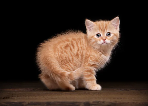 Red highland kitten on table with wooden texture — Stock Photo, Image