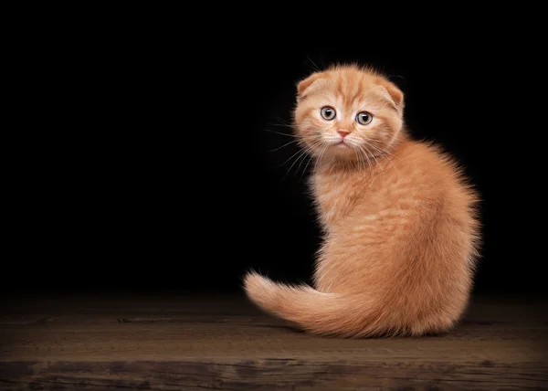 Red scottish fold kitten on table with wooden texture — Stock Photo, Image