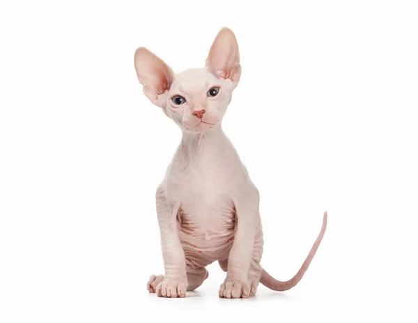 Gatito Don sphynx sobre fondo blanco —  Fotos de Stock