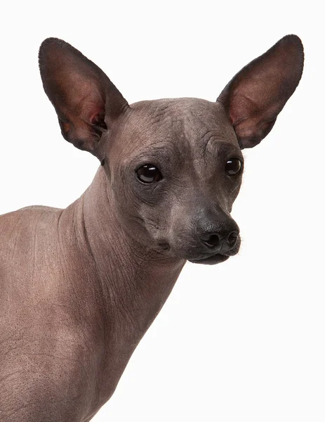 Cachorro mexicano sin pelo sobre fondo blanco — Foto de Stock