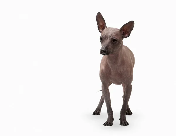 Mexican hairless puppy on white background — Stock Photo, Image
