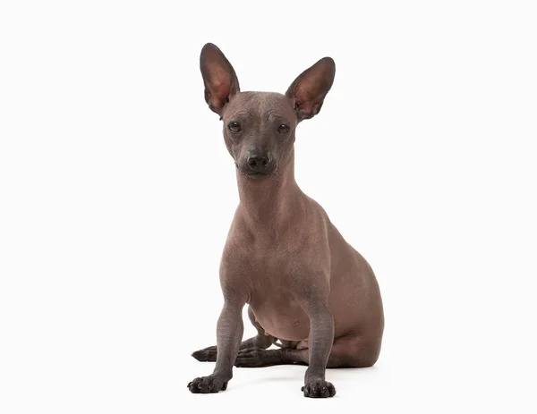 beyaz zemin üzerine Meksika hairless köpek yavrusu