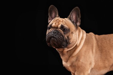 Siyah arka planda Fransız bulldog köpeği.
