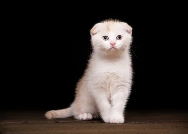 Cream scottish fold kitten on table with wooden texture — Stock Photo, Image