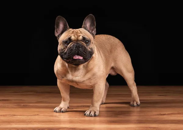 Bulldog francés cachorro sobre fondo negro con textura de madera — Foto de Stock