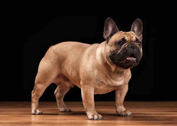 Bulldog francés cachorro sobre fondo negro con textura de madera —  Fotos de Stock