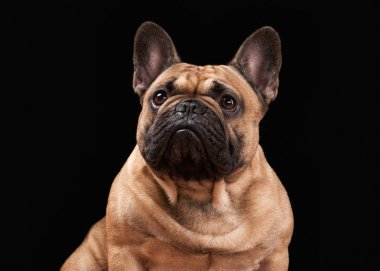 Siyah arka planda Fransız bulldog köpeği.