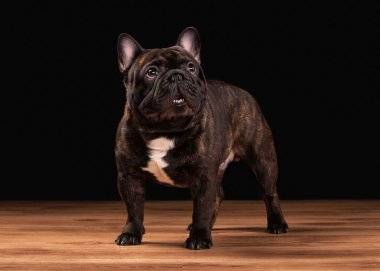 ahşap doku siyah zemin üzerine Fransız bulldog yavrusu