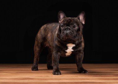 ahşap doku siyah zemin üzerine Fransız bulldog yavrusu