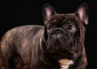 Siyah arka planda Fransız bulldog köpeği.