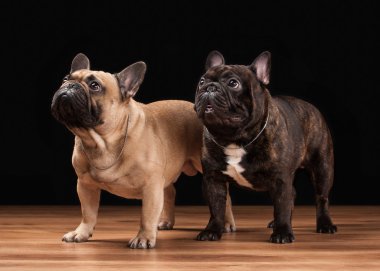 ahşap textu siyah zemin üzerine iki Fransız bulldog yavruları