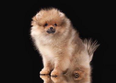 siyah arka plan üzerine Pomeranian köpek yavrusu